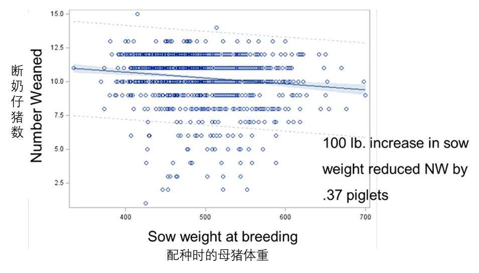 仔猪在产床需要看着吗,产床对仔猪有什么好处