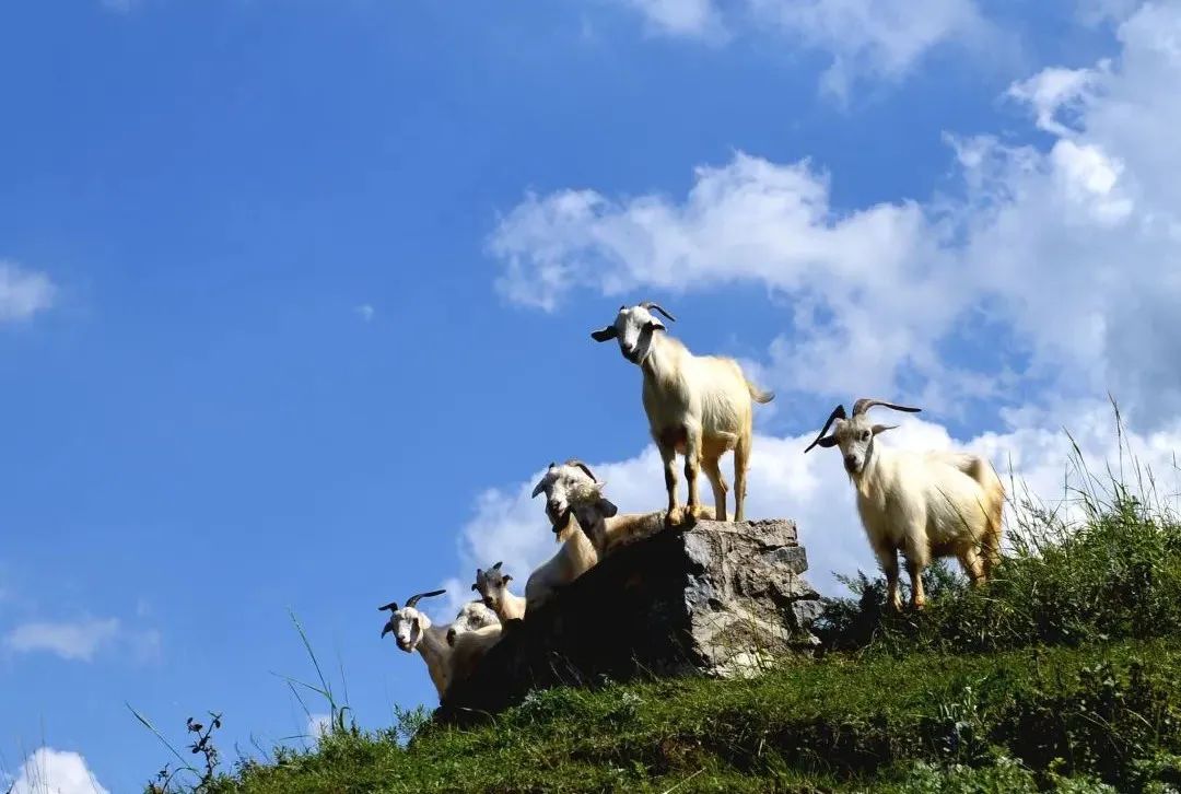 贾平凹自在独行越活越好,贾平凹日子过得才有意义