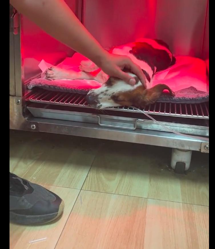 狗狗子宫脱落无法复位,狗狗子宫脱垂不治会怎样