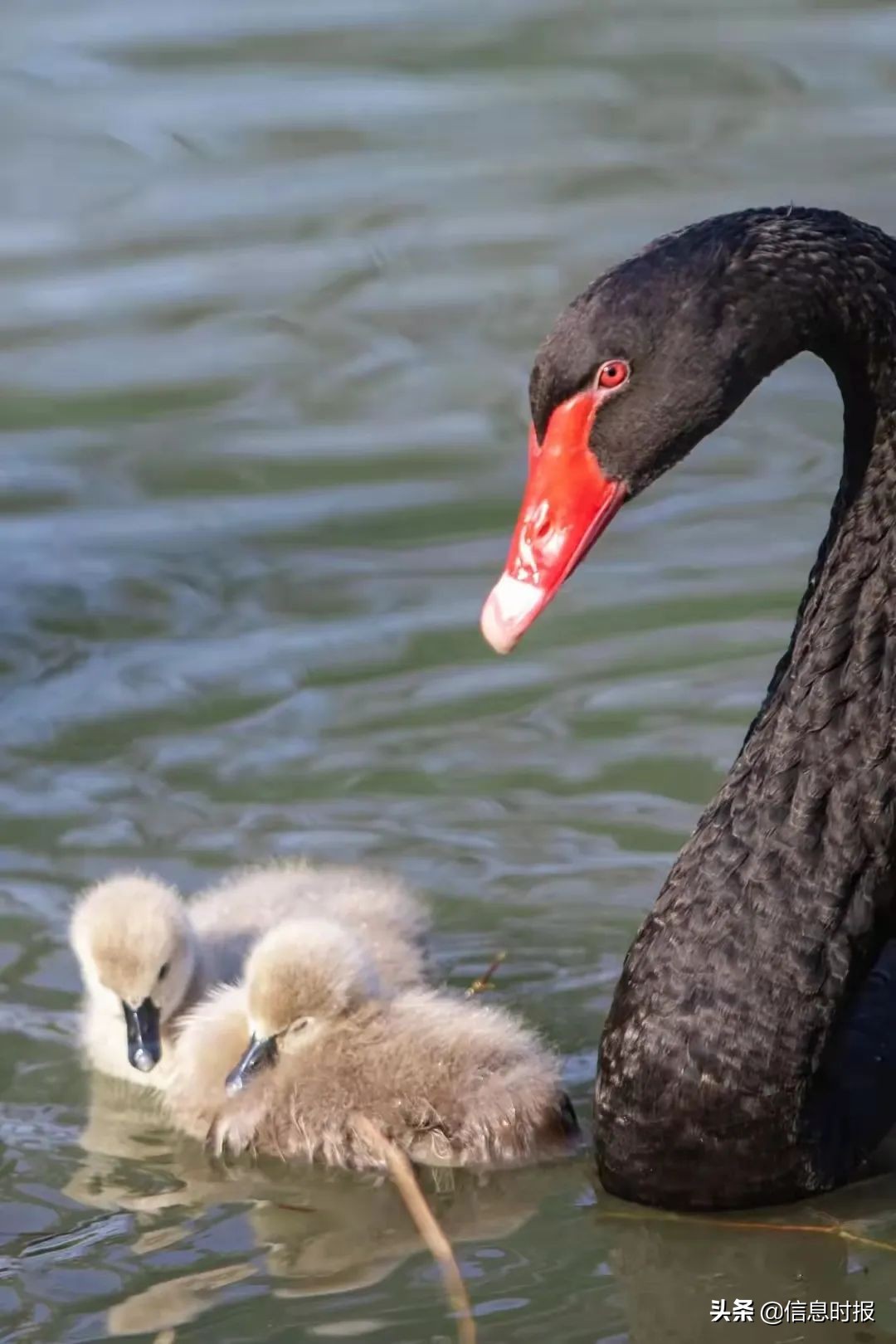 “咩咩”“嘎嘎”“哞哞”……广州多所学校“萌宠”出没