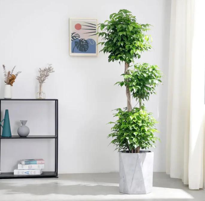 家里养的绿宝突然一直掉叶,家里绿宝树有鸟巢怎么办