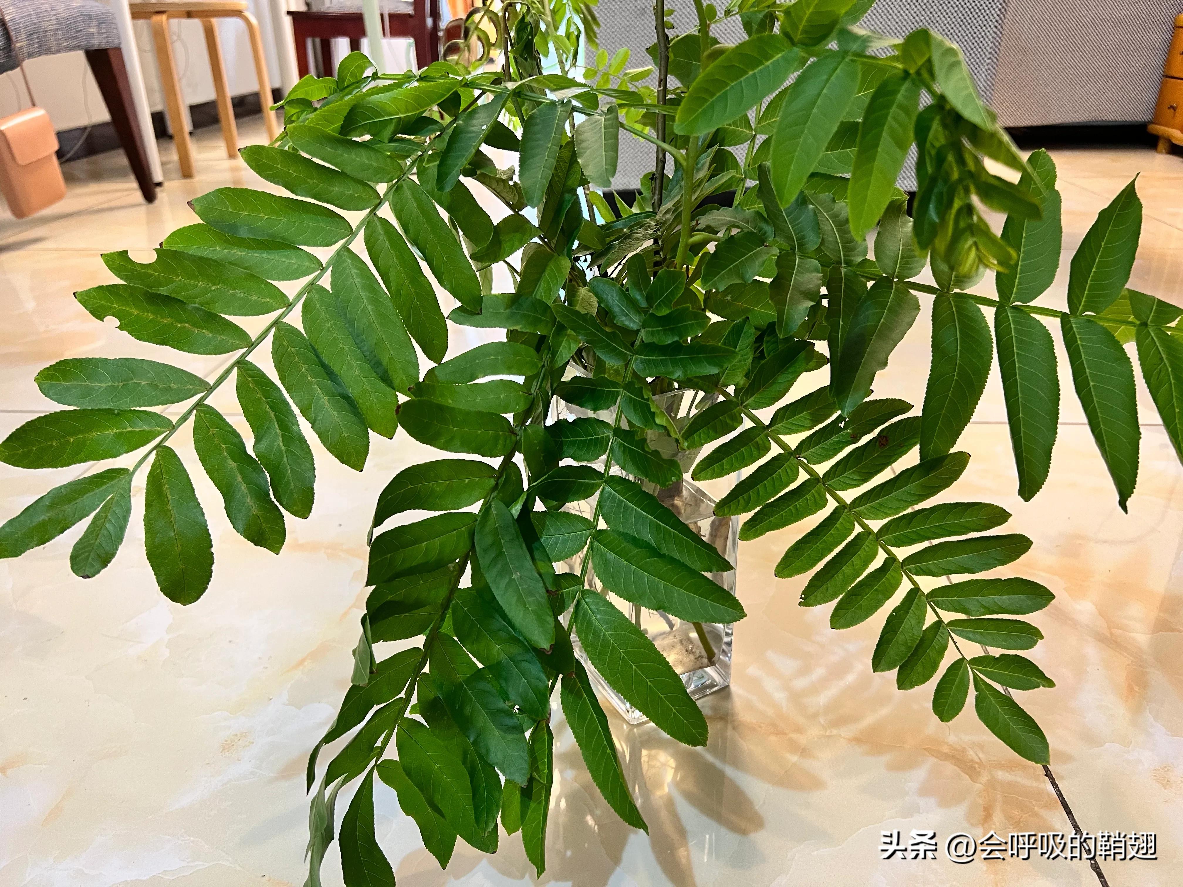 大蚕蛾饲养记录,华尾大蚕蛾饲养方法