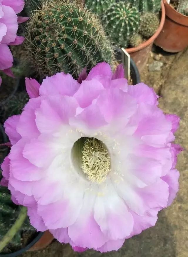 200种·仙人球开花图鉴，大开眼界，美到爆