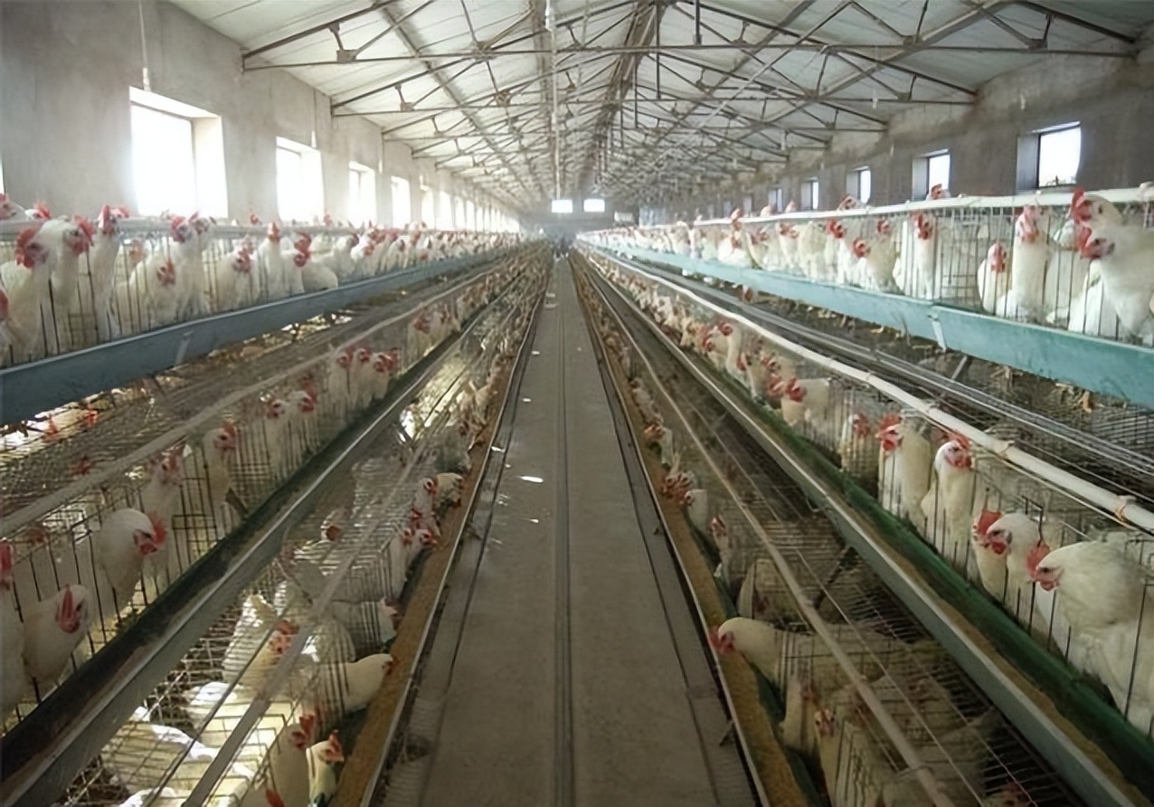 养鸡场一体化污水处理设备,养鸡场污水处理设备