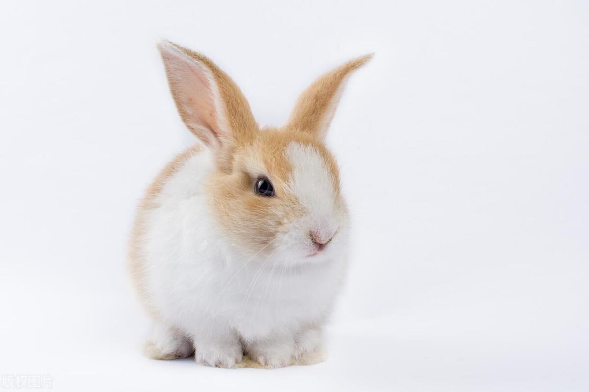 有哪些小动物可以当宠物养,适合当宠物养的小动物有哪些