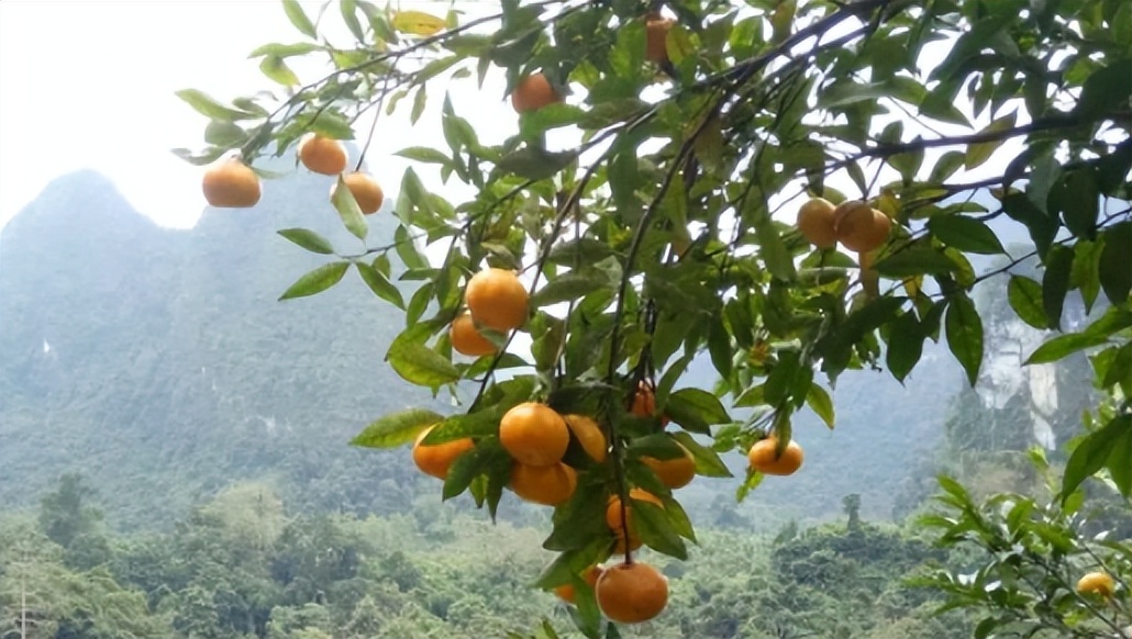 「品牌展播」中国地理标志农产品品牌展播（广西崇左篇）