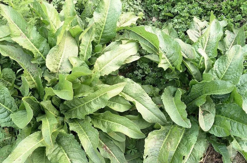 深山土大黄,人们所说的土大黄