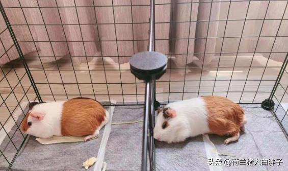 荷兰猪脚趾头肿了怎么办,荷兰猪的前爪肿了是因为什么