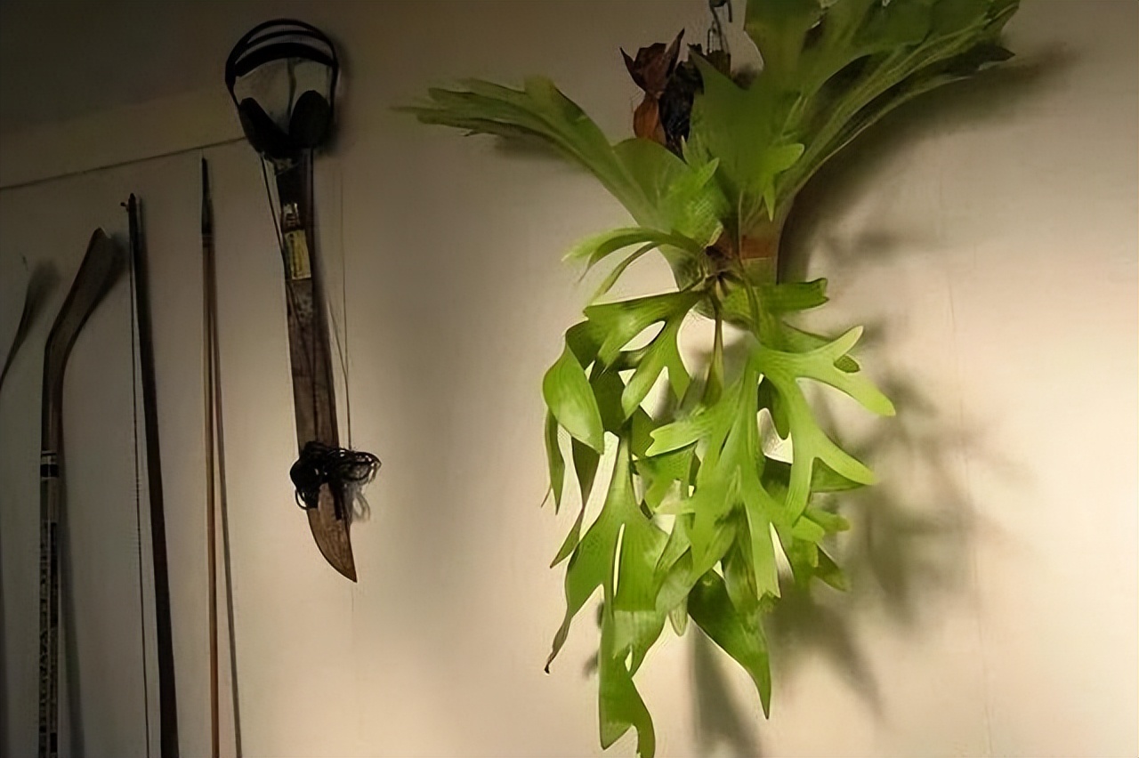 好养的喜阴花有哪些室内,哪些花喜阴不见阳光也可以生长