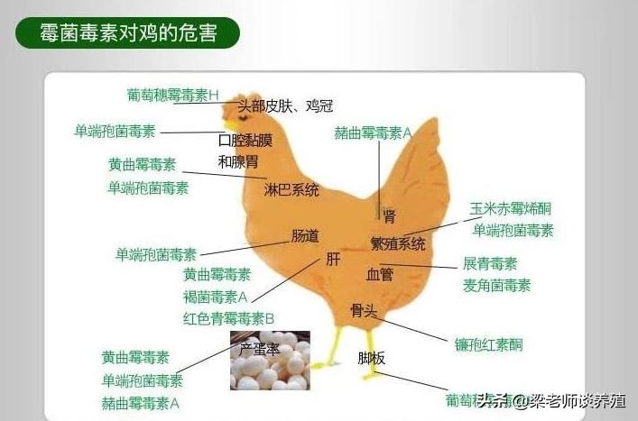 养殖户谈霉色变，你了解霉菌是如何产生和它的危害吗？