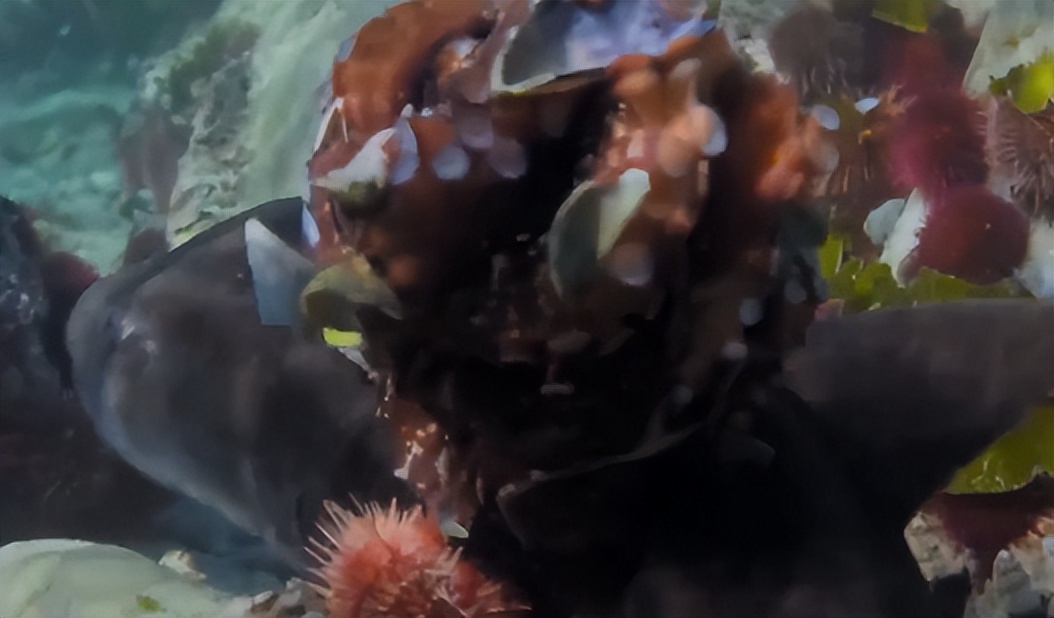 能预测世界杯，还拥有再生能力，章鱼真的不是外星生物吗？