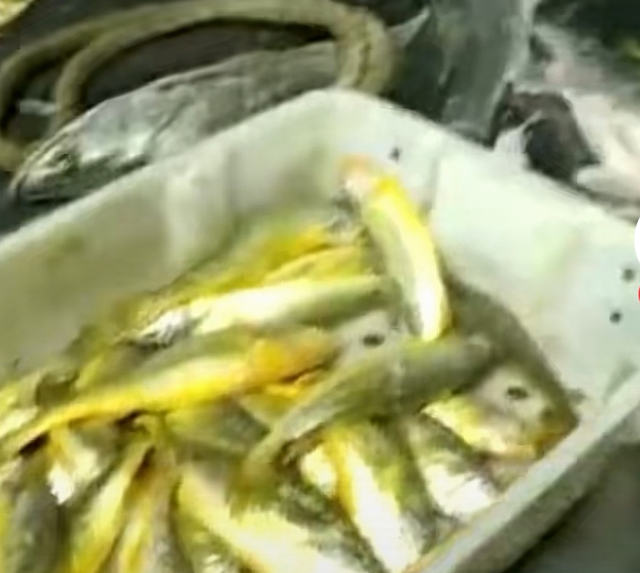 浙江一渔民一网捕获4000斤黄鱼,浙江渔民抓到黄鱼卖了近亿元