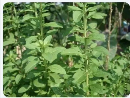 一味地骨皮泡水喝的功效,和地骨皮来源相同的另一味中药