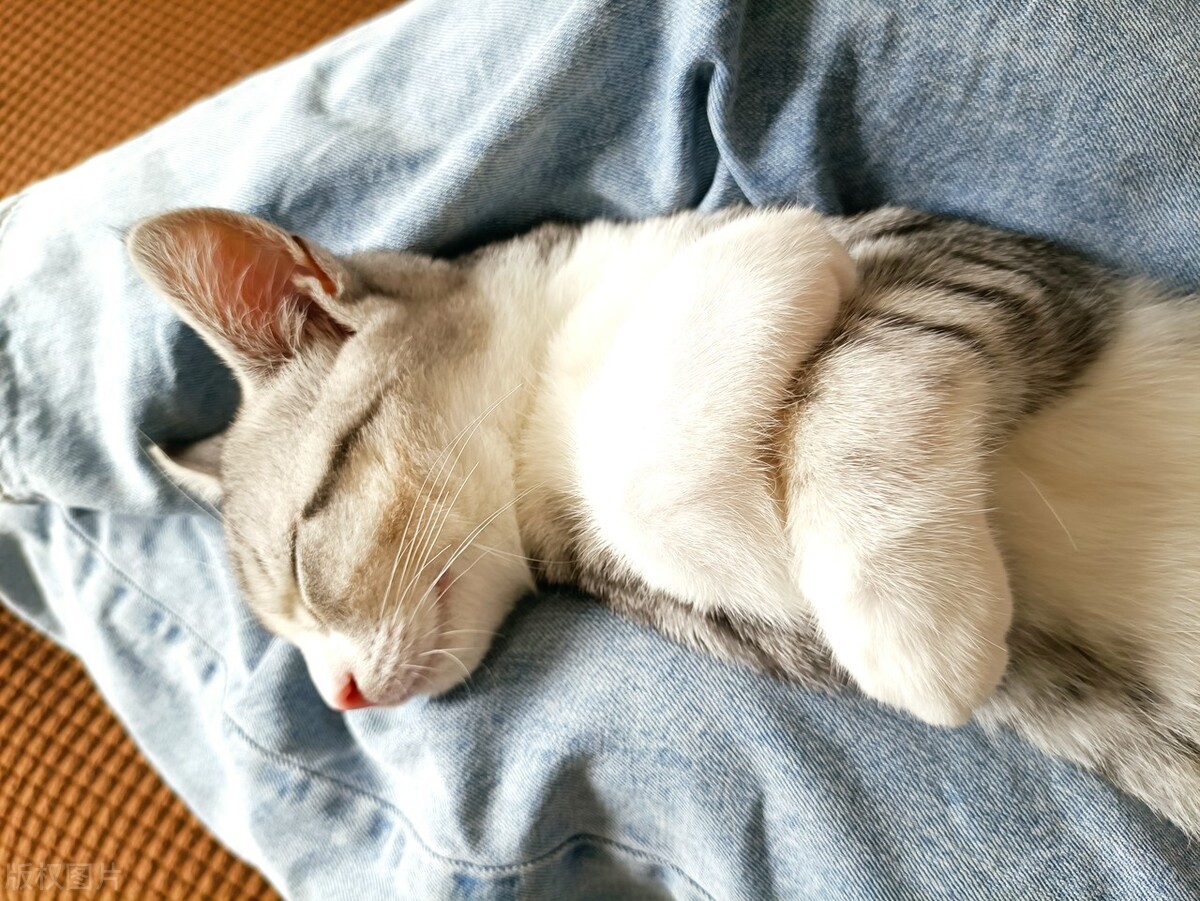 猫咪怎样解决抑郁？