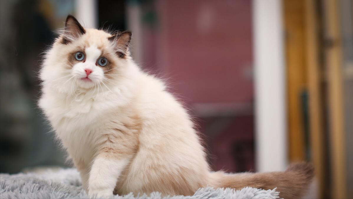 猫咪认主,猫咪判断有没有毛球