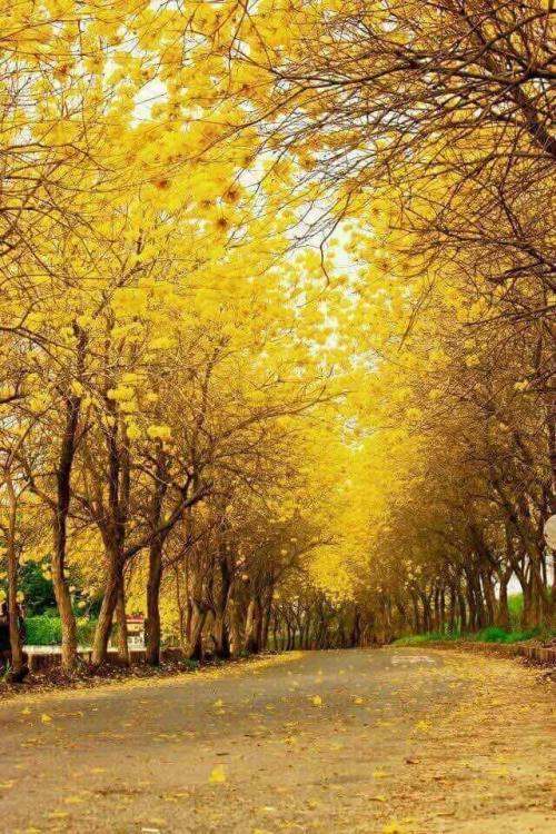 五本文笔一流的粮草推荐：足够吸引老书虫的目光