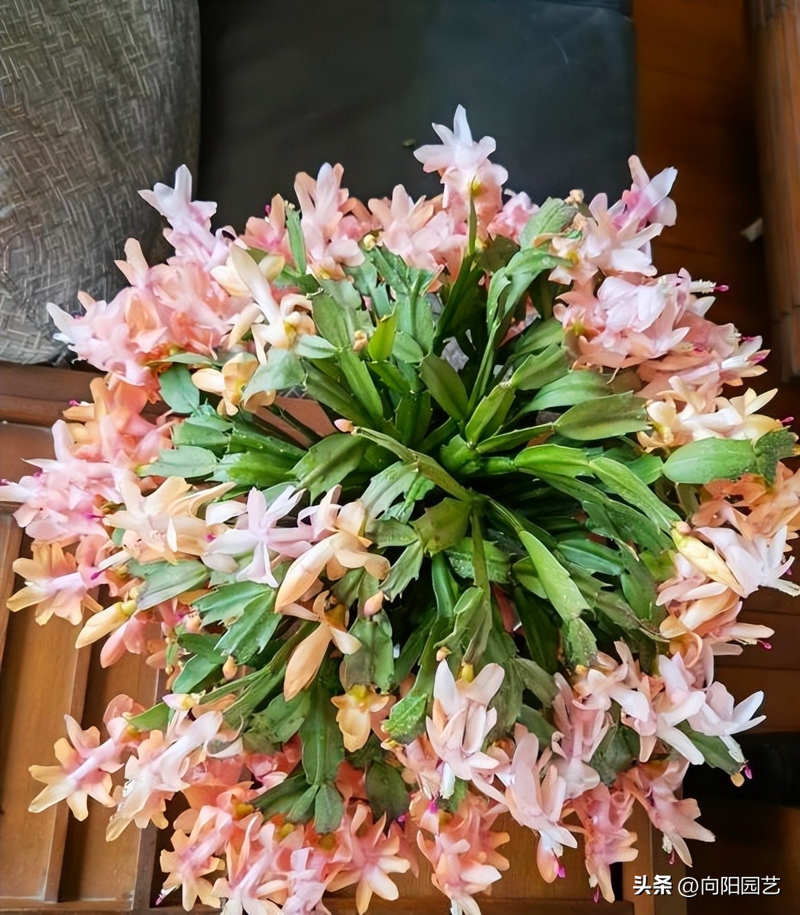 嫁接蟹爪兰的砧木叶仙哪里有卖的,叶仙做蟹爪兰砧木一盆几棵好