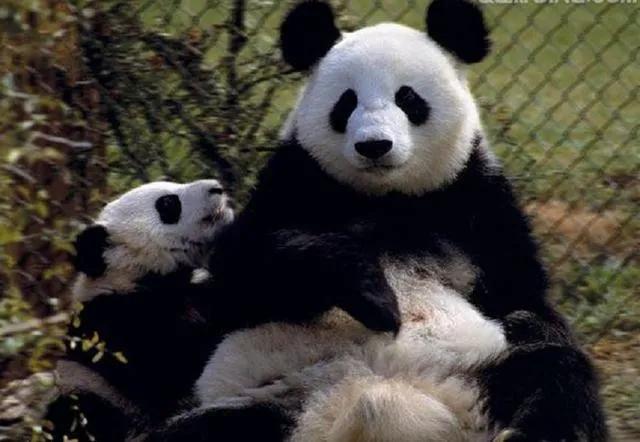 熊猫的母性有多强，那些在幸福和痛苦双重煎熬下的熊猫妈妈们