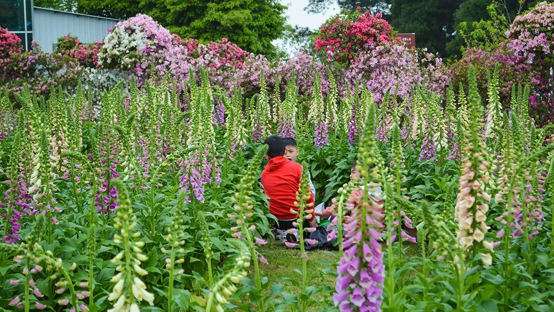 花卡特惠,新春钜惠不容错过
