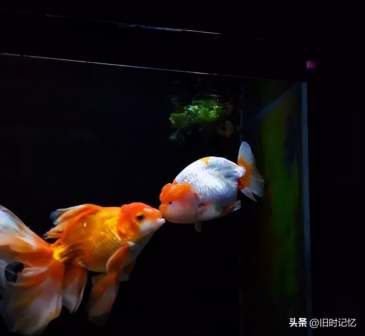 蝶尾金鱼怎么养,龙睛金鱼怎么养