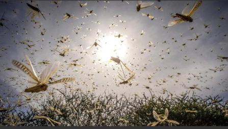 “中国人真聪明!用鸭子来化解粮食危机!”2000年...