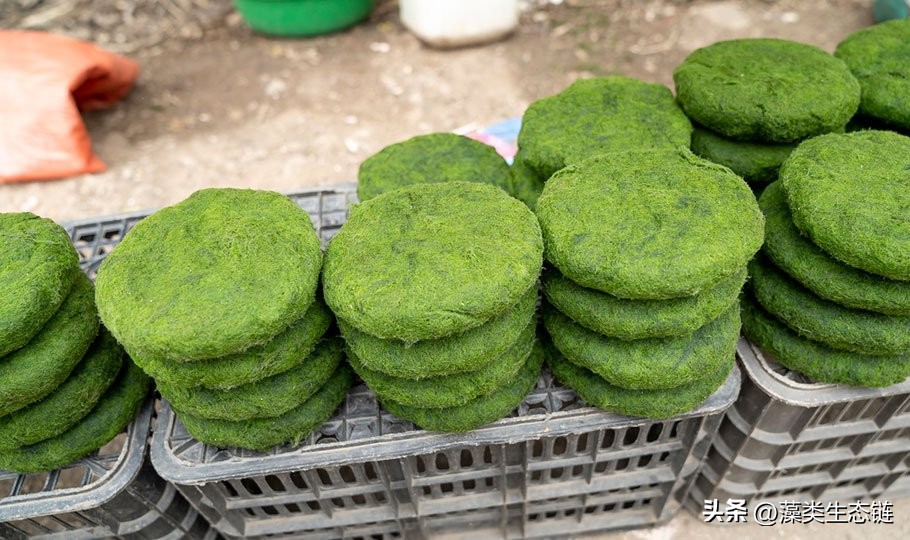 藻类基础知识,鱼塘藻类培养