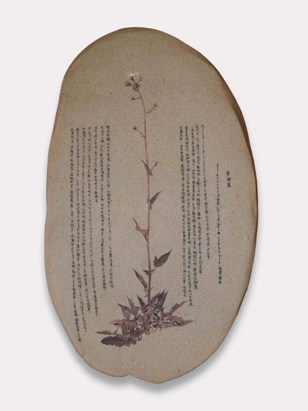 她用“日晒”完成植物在身体的转印,完成一次非常规的光合作用