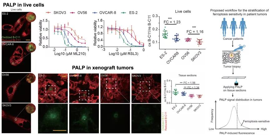 西湖大学冰刻研究成功了吗,西湖大学科学家发言