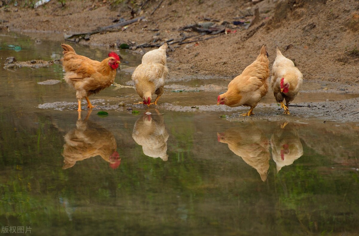山沟沟里的养鸡场，如何帮中国人实现“吃鸡自由”？