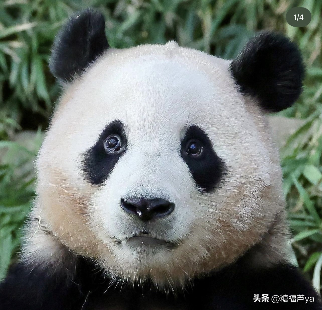 那些证明福宝是人的证据——毛皮大衣下是个小人精