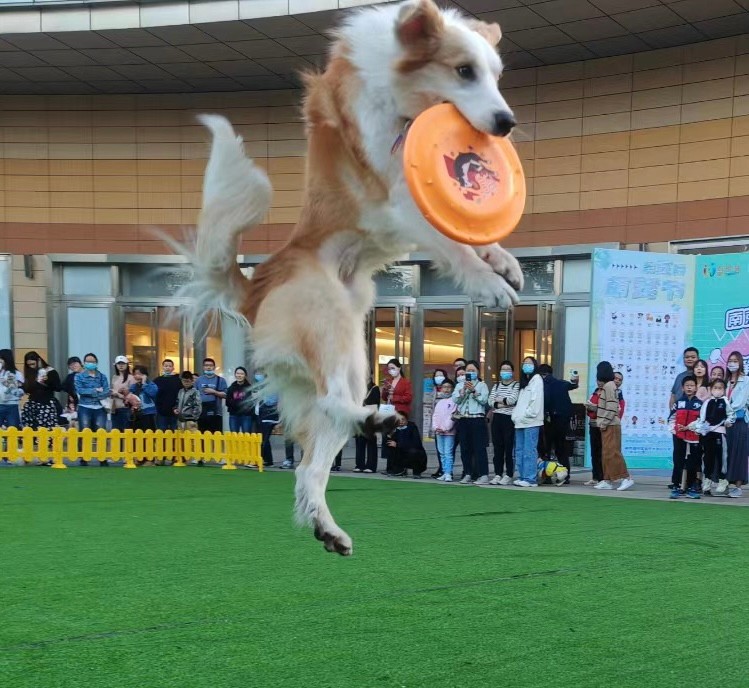各个品牌旗舰机测评,各品牌旗舰机测评