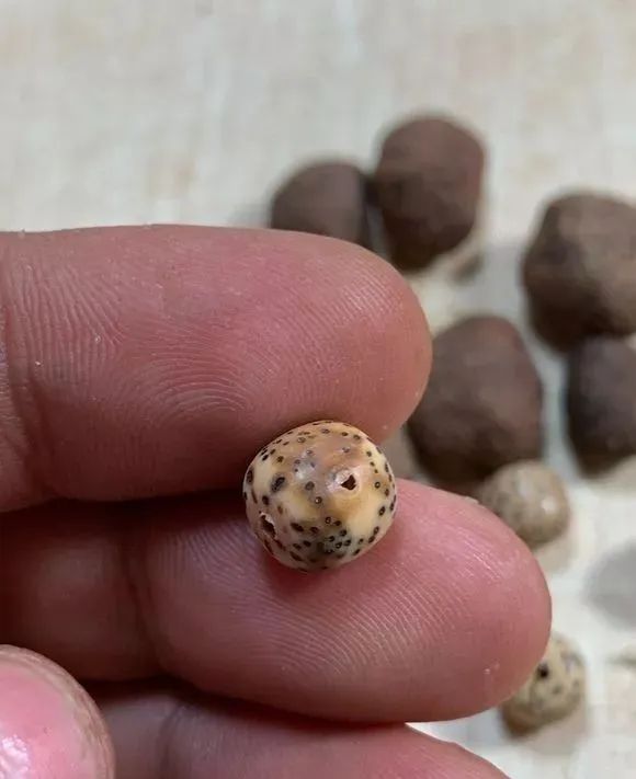 星月菩提石玉料和玉化料区别,星月菩提玉化料与石玉料区别