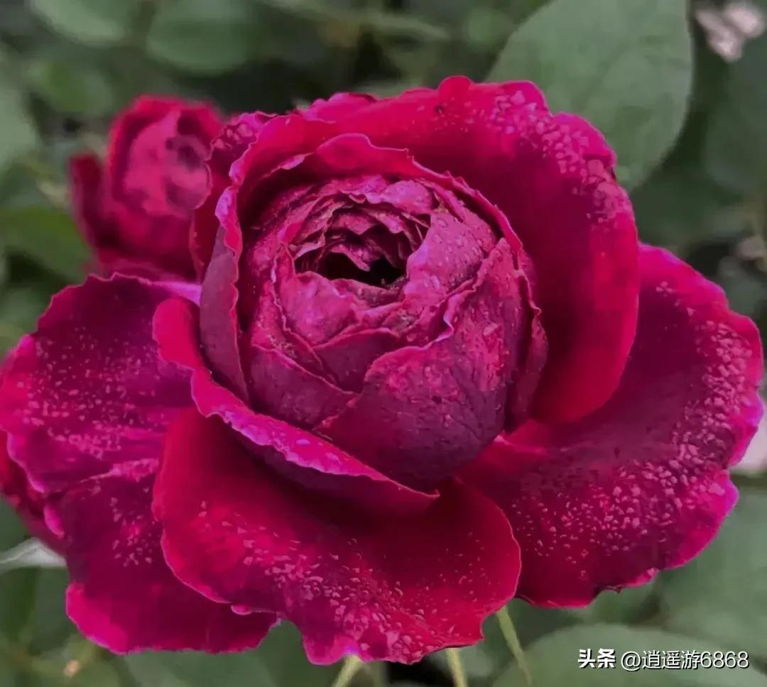 欧月皇宫深紫色月季花,月季花美图