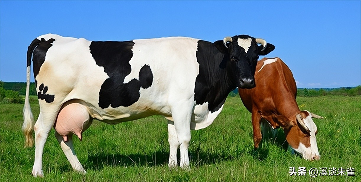 牛流行性腹泻疫苗免疫结果,肠道病毒疫苗终身受益吗