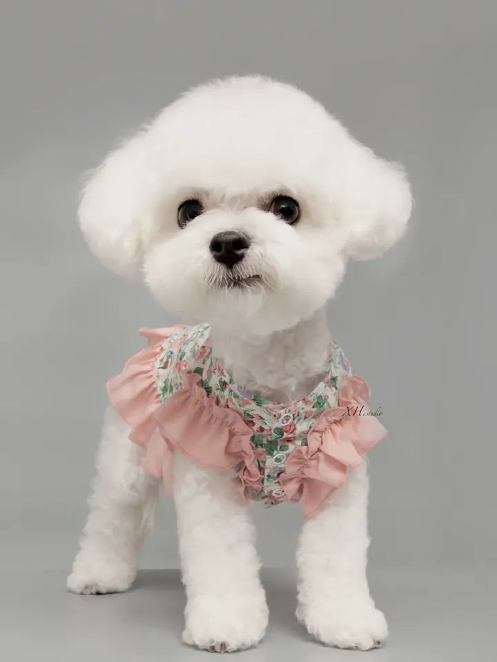 养狗狗新手怎么上厕所,新手大量养狗入门必备攻略