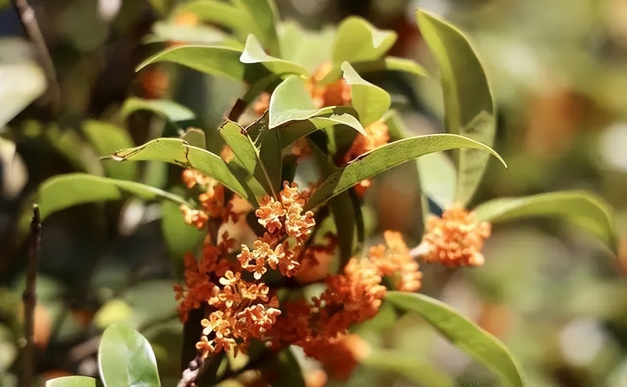 最好的湖北茶,值得收藏的绿茶口粮茶