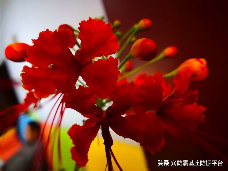 从发芽到开花的乐趣,从种子到果实成熟的感悟