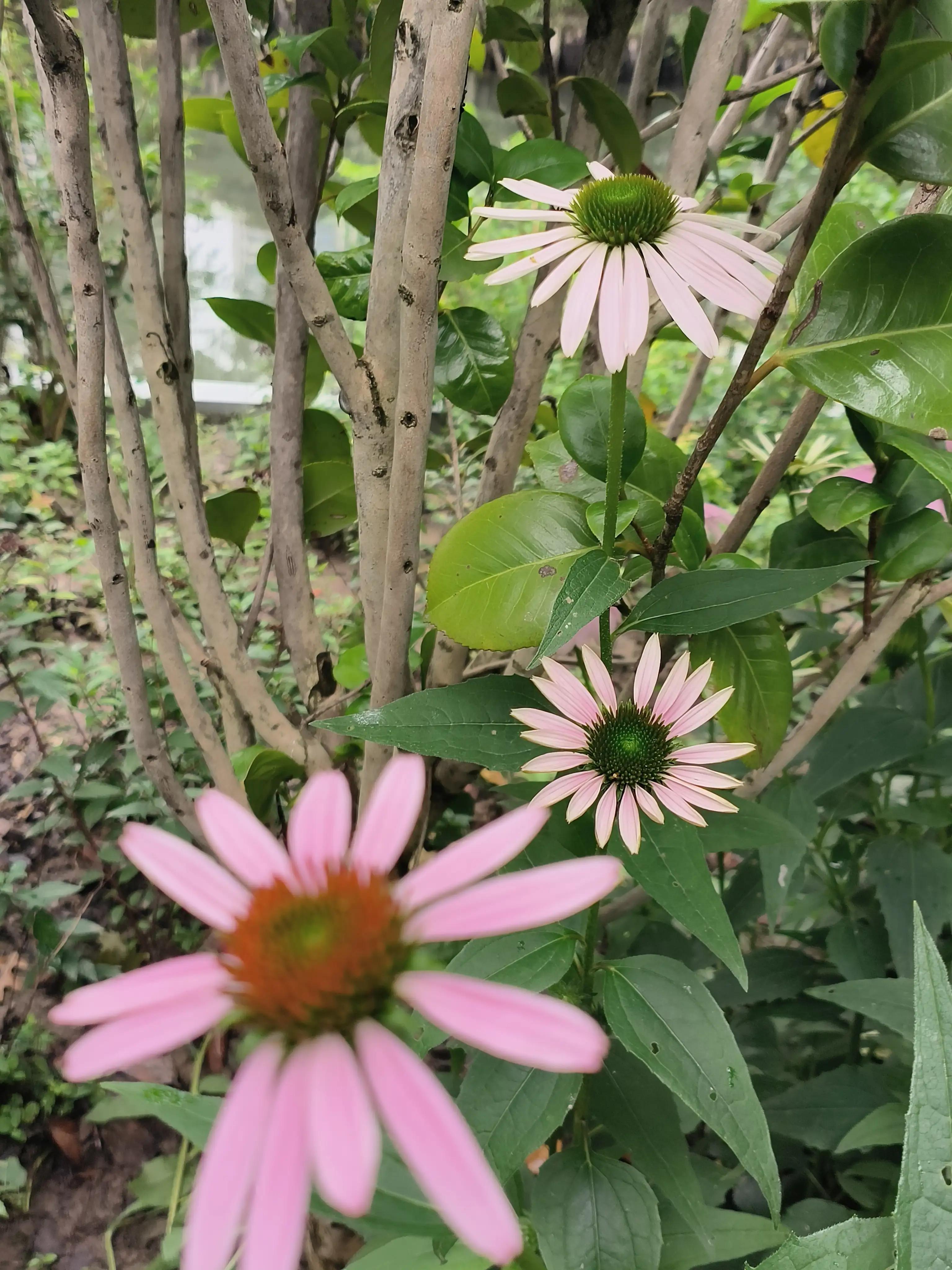 七夕花花合集,粉色花花合集