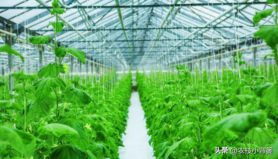 作物旺长怎么办,作物徒长问题及解决方案