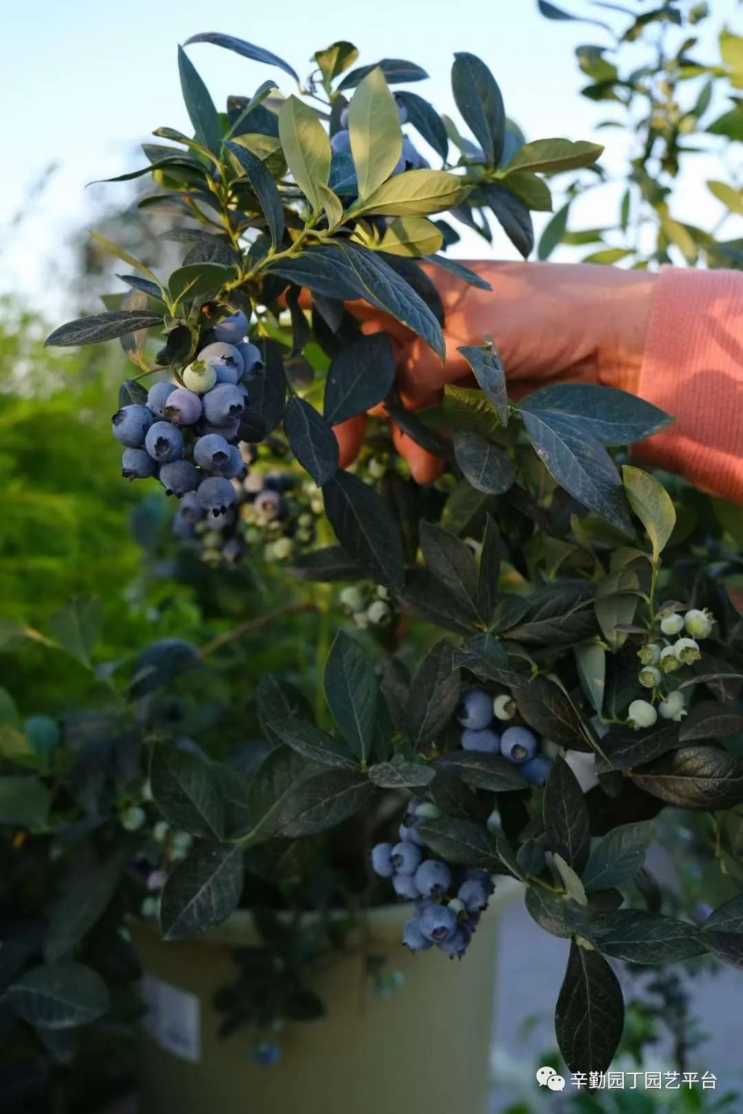 第八届园丁奖露台组《030号》洛基花园