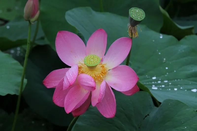 一花一世界一念一佳人的图片,一花一世界一叶一春秋图片