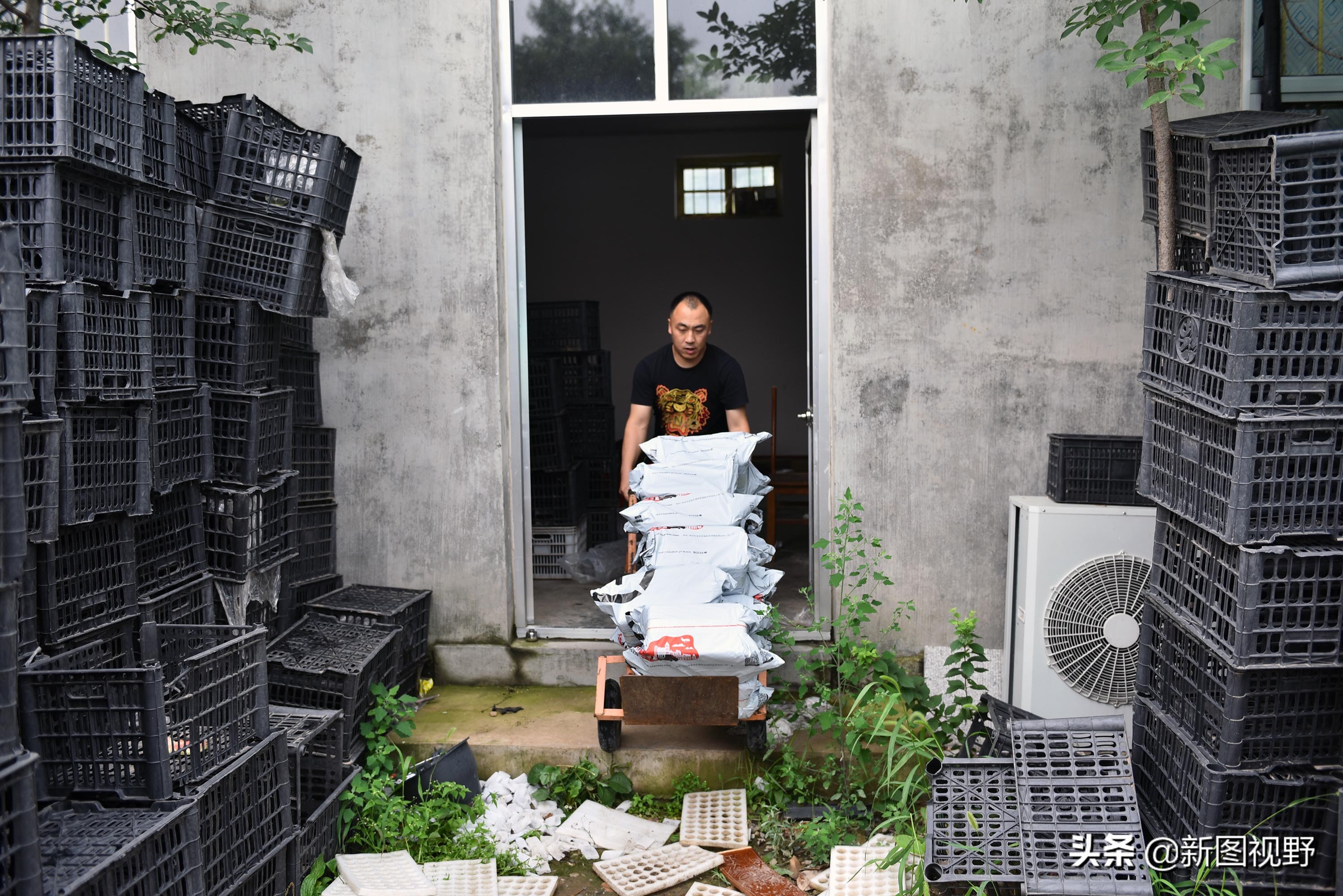 35岁青年网售金蝉爆单，有人一次买2000只，发快递忙得没时间吃饭