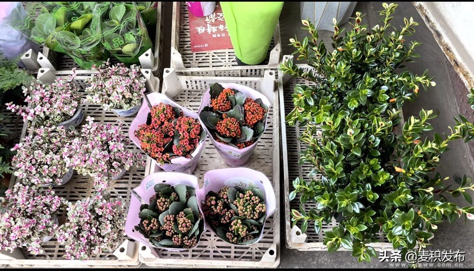 麦积区花卉市场在哪里,麦积区附近花卉市场在哪