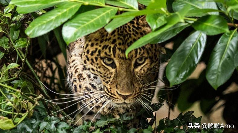 金钱豹动物科普介绍,金钱豹科普