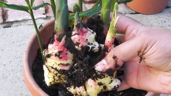 家庭种姜的正确方法和步骤,姜怎么种小技巧