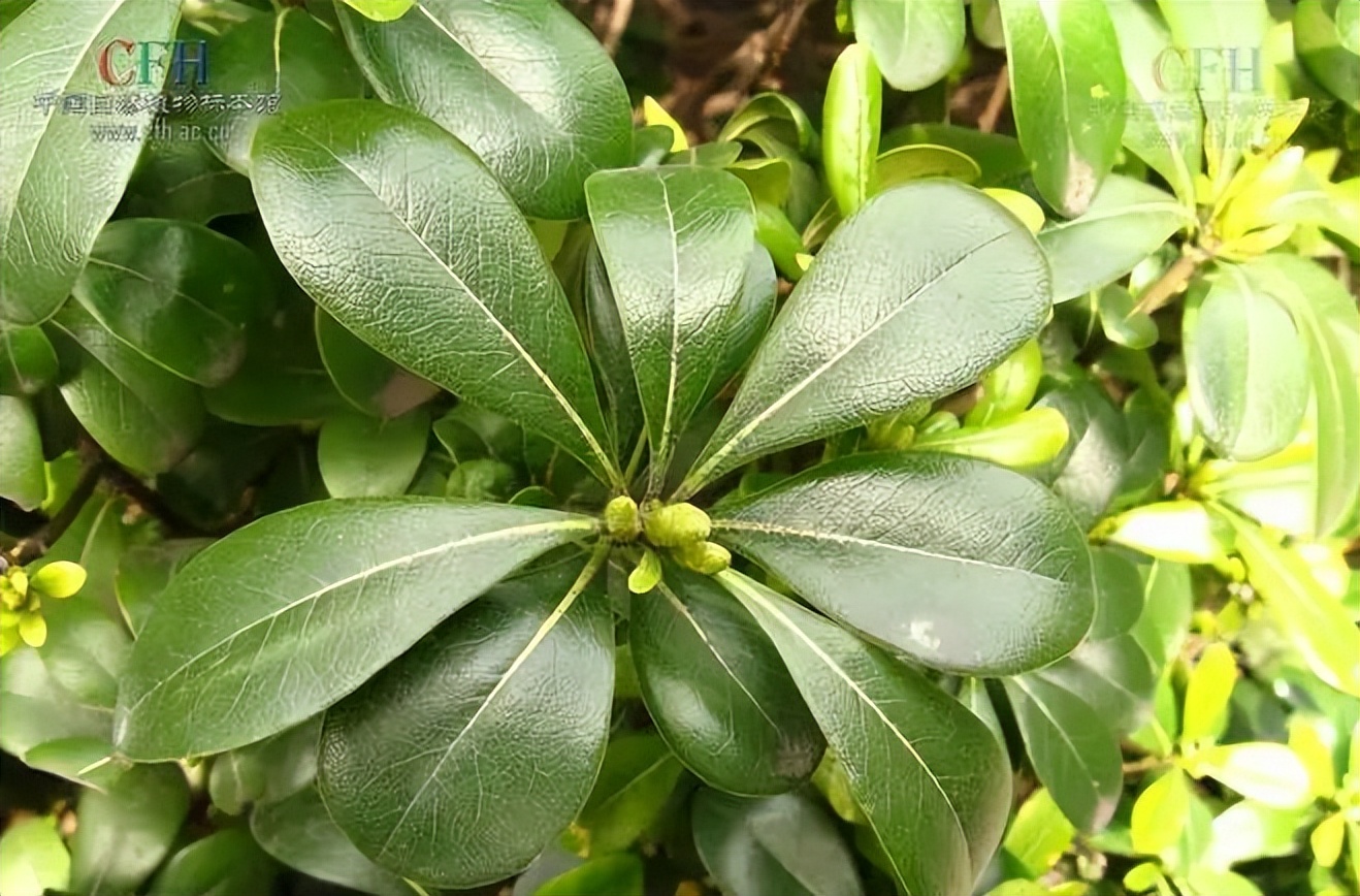 植物识别小口诀，总结的太全了！