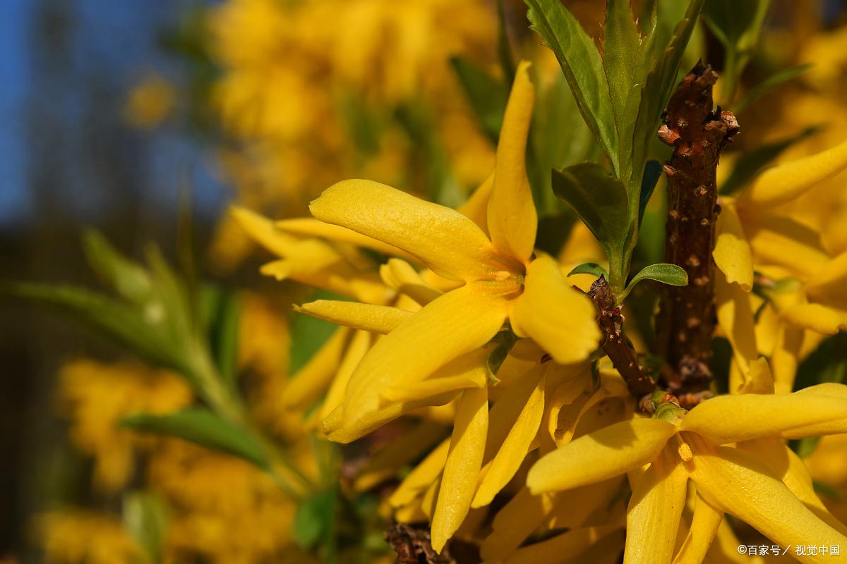 自己怎么改善毛孔粗大缩小毛孔,有痘痘毛孔粗大怎样缩小毛孔