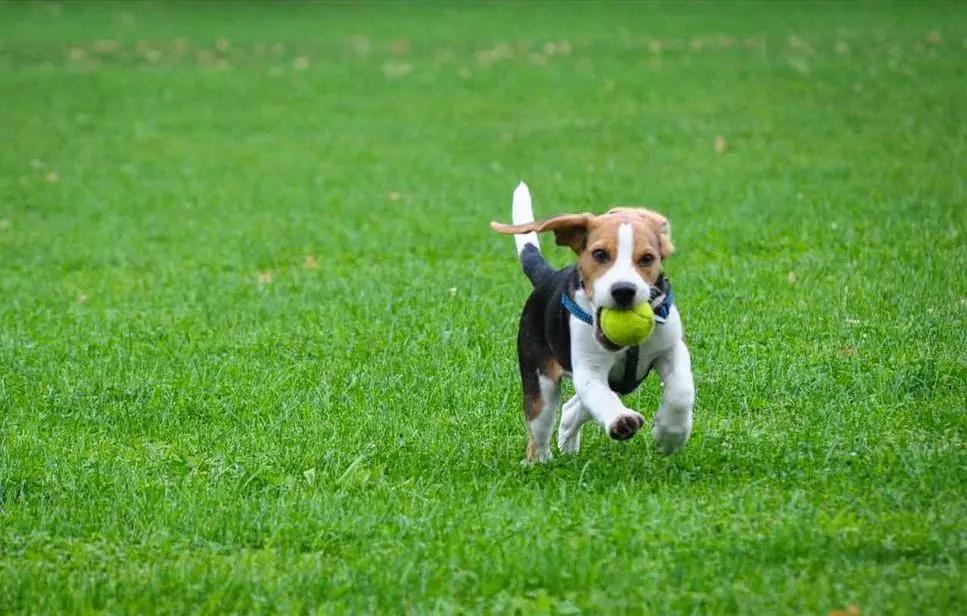 狗狗严重脱水死亡症状,狗狗脱水死亡前症状