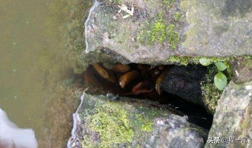 鱼钩怎么钓鳝鱼图解大全,钓鳝鱼用几号钩最佳