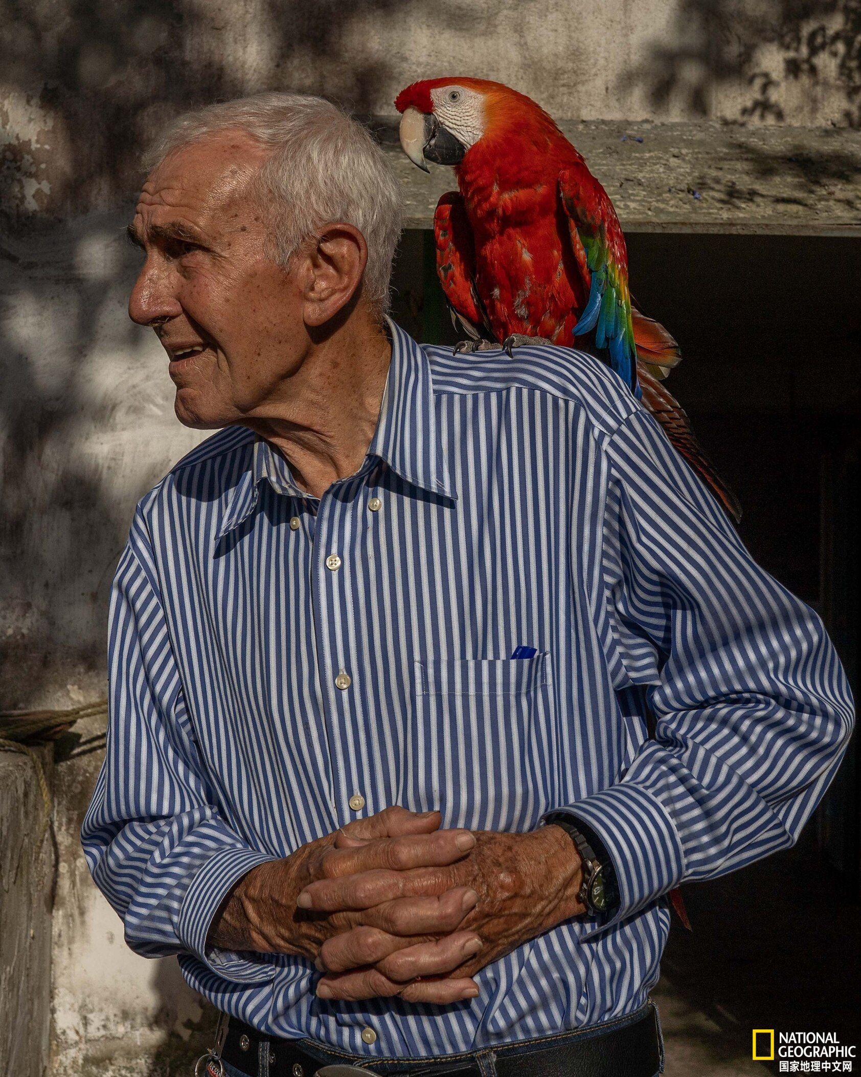 委内瑞拉首都的鹦鹉都是“散养”的